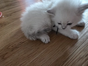 Ragdoll Kitten 