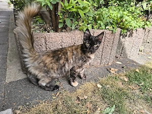 Maine coon Kitten(Erbkrankheiten frei)