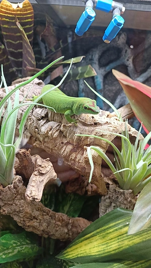 Madagaskar Taggecko 