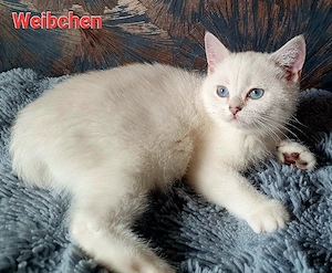 BKH Kitten 