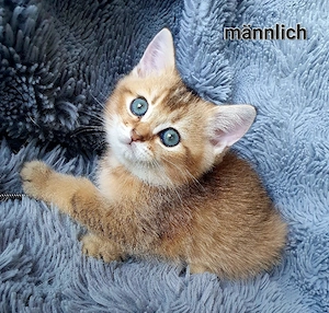 BKH Kitten 