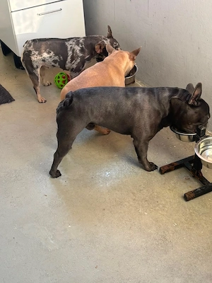 französische Bulldogge
