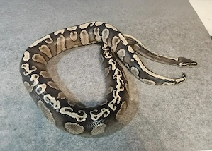 1.0 GHI Mojave ph. Ghost NZ 2022