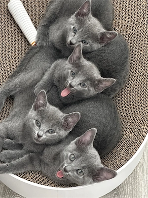 Liebevolle Russisch Blau Kitten suchen ihr Zuhause Bild 10
