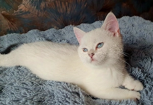 BKH Kitten 