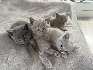 BKH Kitten 