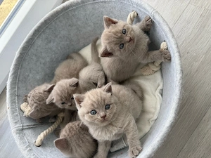 *Reinrassige Bkh kitten Farbe Fawn geimpft bald Abgabebereit *