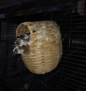 Japanische Mövchen