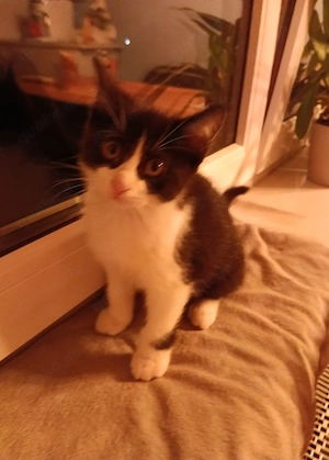 Katzenbabys zu verkaufen