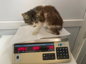 Caillou   ein kleines Wunder auf vier Pfoten sucht sein Zuhause