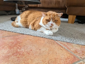 zwei BKH Kater 