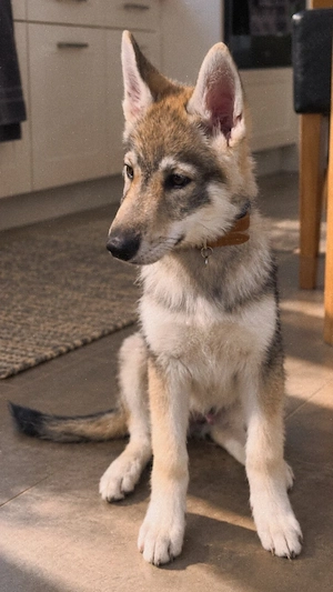 Wolfsky Welpe sucht seine Familie (12Weeks)