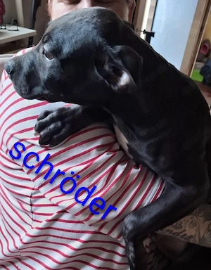 Mischling Hündin  Rüde  labrador 