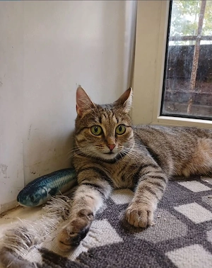  Kater in gute, liebevolle Hände abzugeben.
