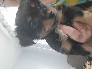 Chihuahua-Pinscher-Mix Welpe Blacky   Rüde, geimpft & gechipt