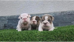 Englische Bulldoggenwelpen 