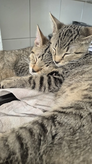 Babykatzen