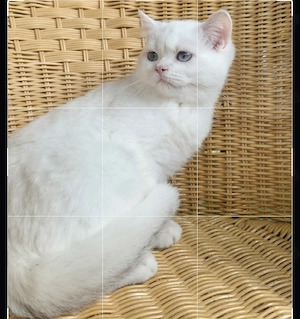 Reirassiges Kitten BKH  Baby Mädchen golden point
