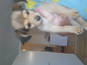 Chihuahua-Pinnscher Mix Hundin