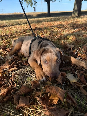 American Bully Welpe Merle