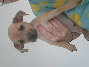 Chihuahua-Pinscher-Mix Welpe Aslan   Rüde, geimpft & gechipt