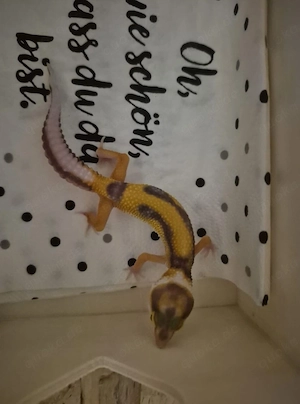 leopardgeckos diesem jahr 