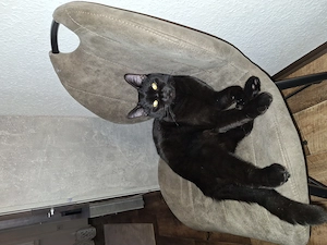 BKH Kater Mix