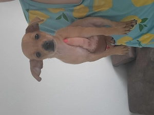 Chihuahua-Pinscher-Mix Welpe Karamel   Hündin, geimpft & gechipt