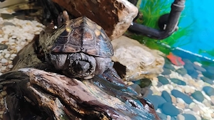 Wasserschildkröte mit großem Aquarium zu verkaufen