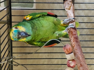 Blaustirnamazone erwachsen männlich