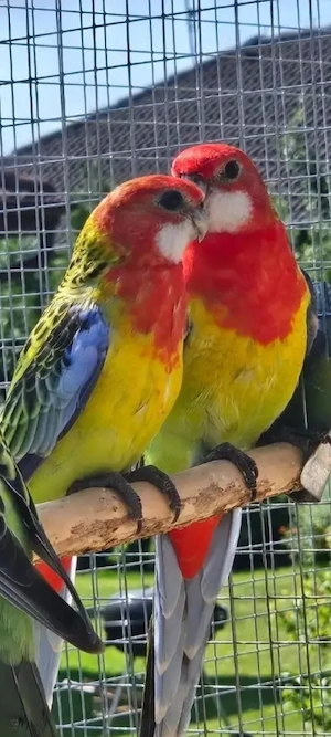 Prachtrosellas 