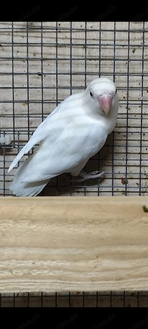 Pfirsichköpfchen 