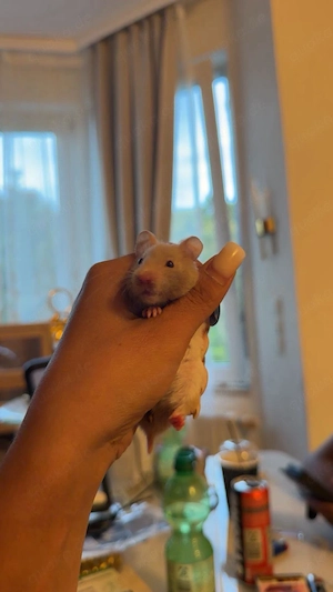 Hamster zum anbgeben
