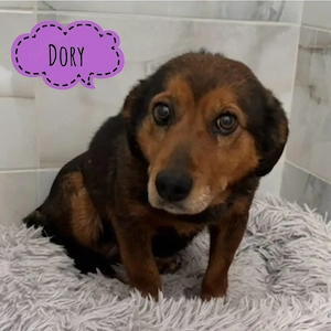 Dory, süßes Hundemädchen, Alpenländische Dachsbracke Mix