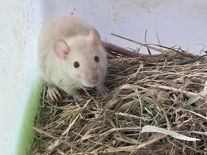 Ratten Rattenmädchen abzugeben 