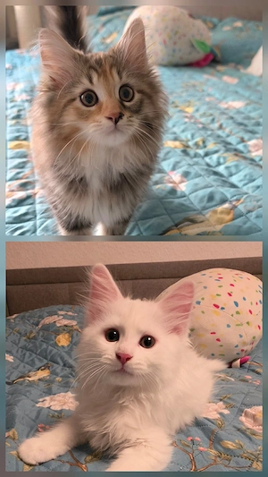 2 süße Maine Coon Mädels
