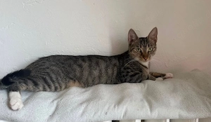 Katze - Wurfankündigung + sucht neues zuhause