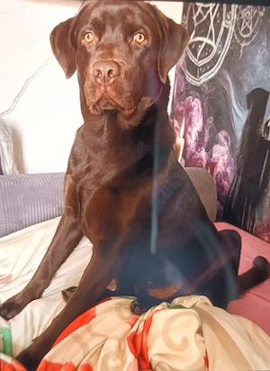 Rein Rassiger Labrador Rüde