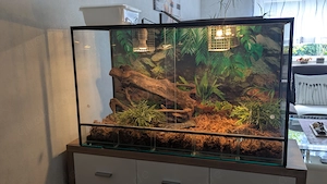 Glasterrarium in gutem gebrauchten Zustand