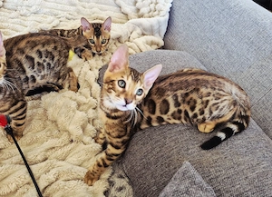 Liebevolle, Reinrassige Bengal Kittens (Babys)