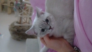 2 reine bkh kitten abzugeben 