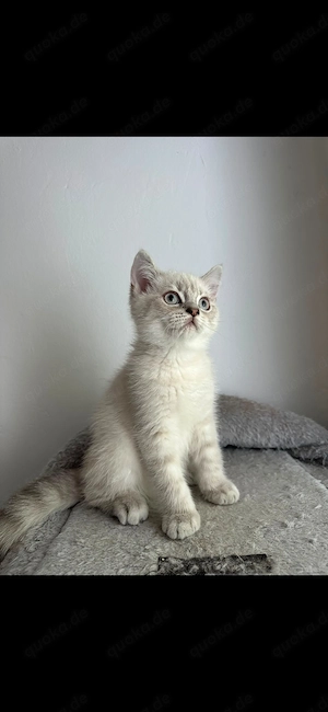 2 reine bkh jung Katzen abzugeben am liebsten zusammen