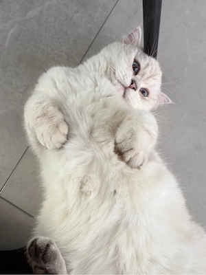 zwei junge BKH Katzen gemeinsam abzugeben