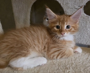 Maine Coon Kitten Abgabe bereit 