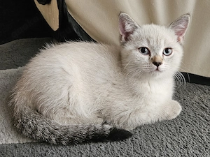 Wunderschönen BKH Kitten, abgabebereit 