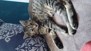 Weibliche Baby Katze 