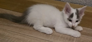Maine Coon Kitten 