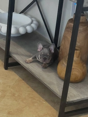 Liebevolle Französische Bulldogge sucht ein fürsorgliches Zuhause