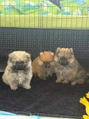 Zwergspitz Pomeranian Welpen