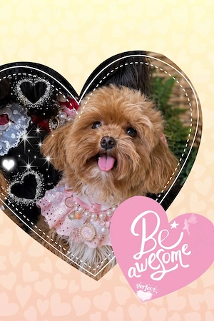 Maltipoo Welpen